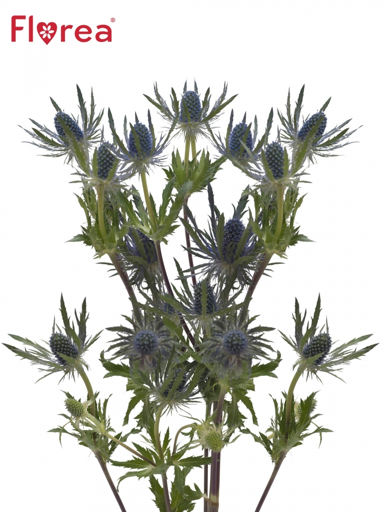 ERYNGIUM MAGICAL BLUE LAGOON 40cm