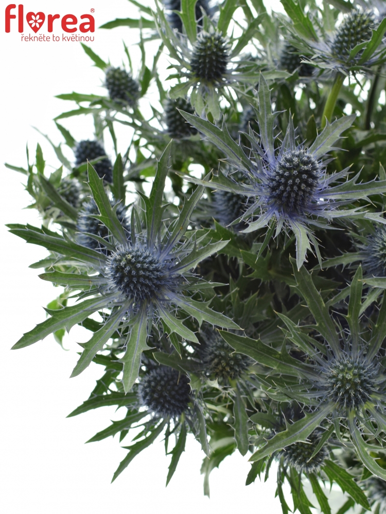 ERYNGIUM QUESTAR 40cm