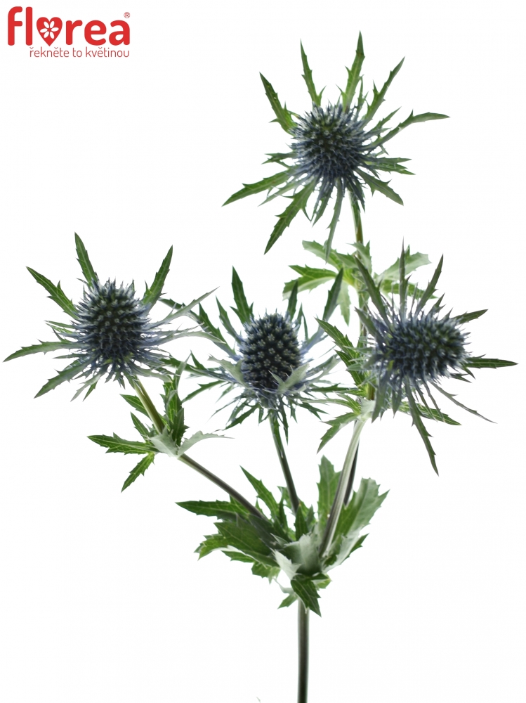 ERYNGIUM QUESTAR 40cm