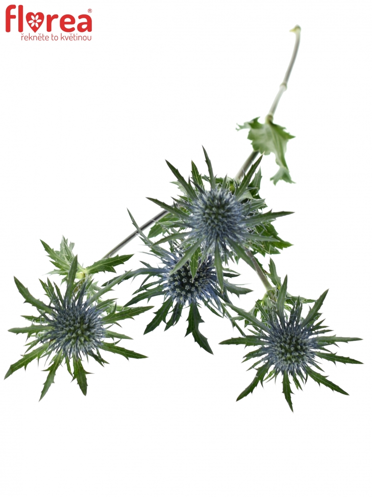 ERYNGIUM QUESTAR 40cm