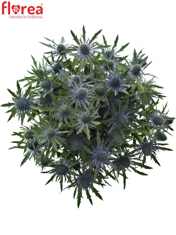 ERYNGIUM QUESTAR 40cm