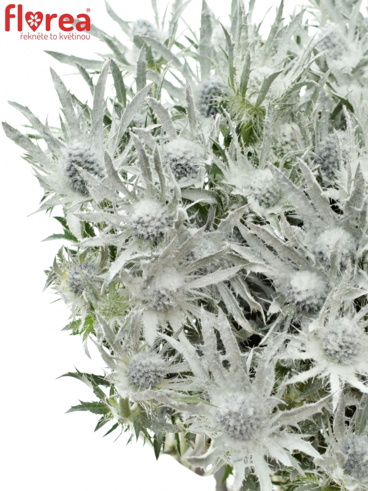 ERYNGIUM GLITTER WHITE 70cm