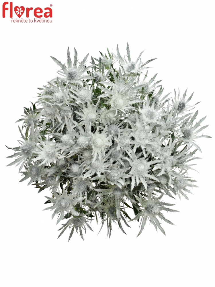 ERYNGIUM WHITE 60cm