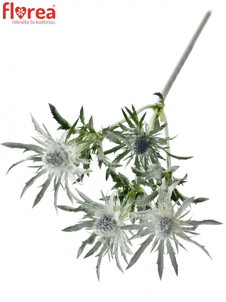 ERYNGIUM GLITTER WHITE 70cm