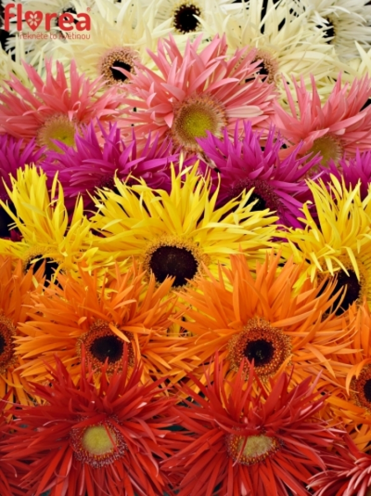 Gerbera GR GERSPIDER MIX 10cm