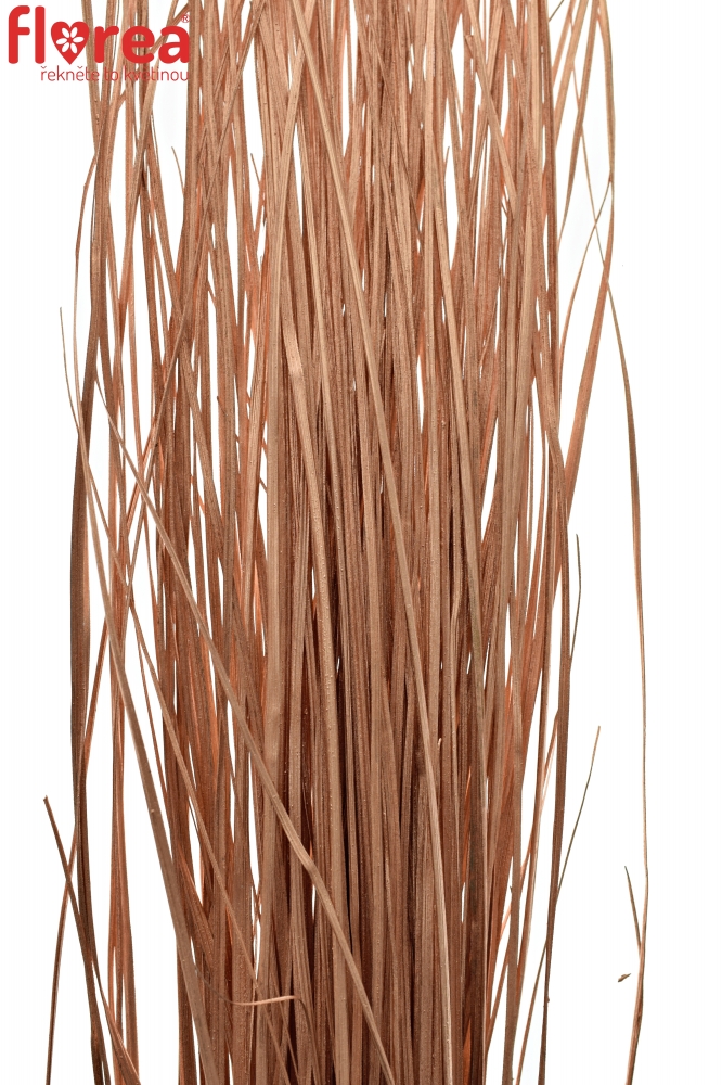 GRASS BEARGRASS COPPER 70cm