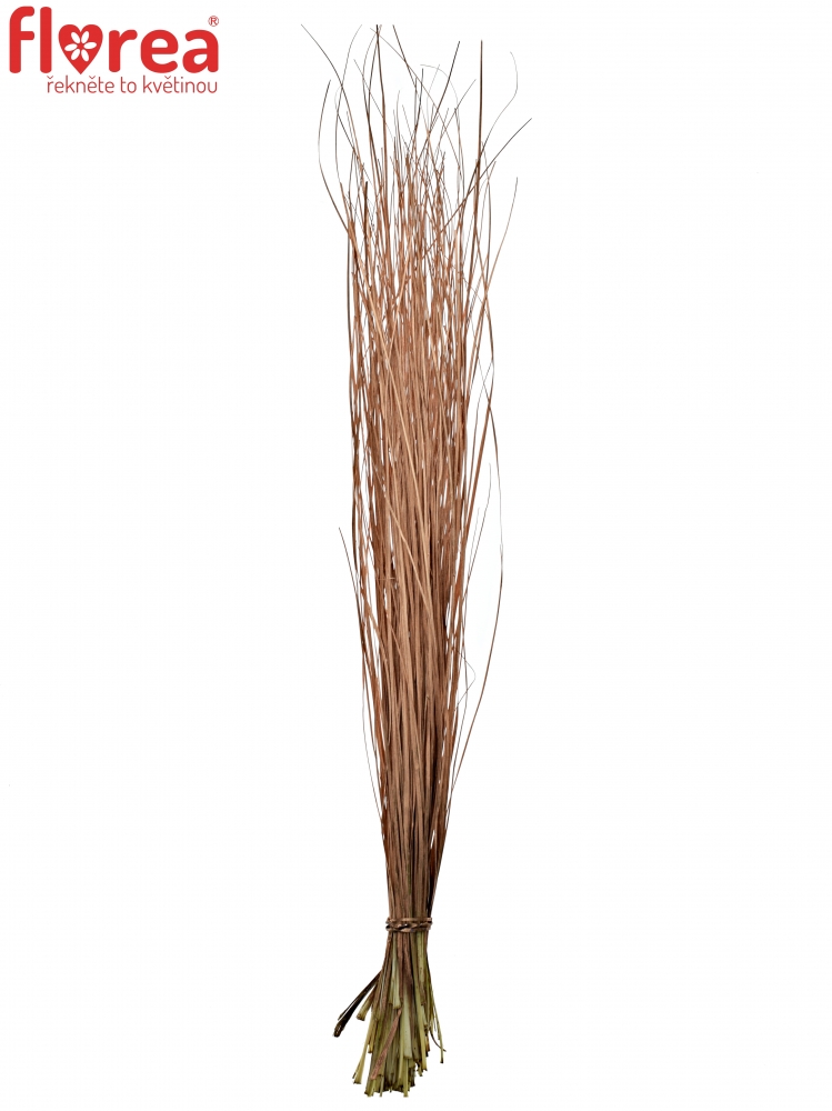 GRASS BEARGRASS COPPER 70cm
