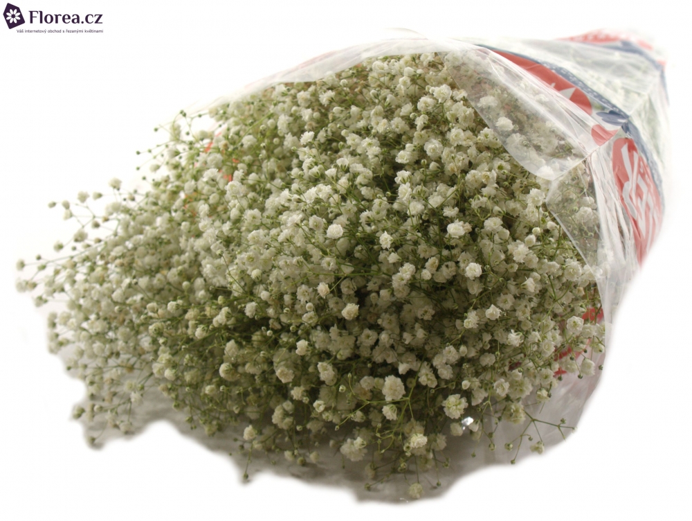GYPSOPHILA PA MIRABELLA 70cm/20g
