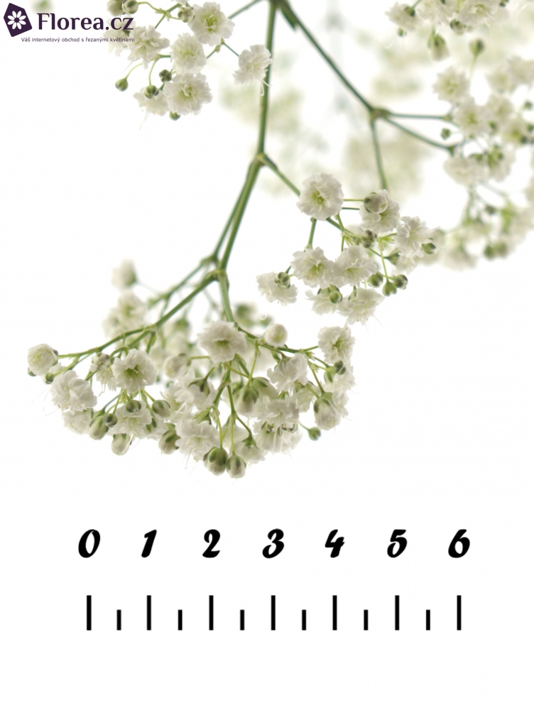 GYPSOPHILA PA MIRABELLA 70cm/20g
