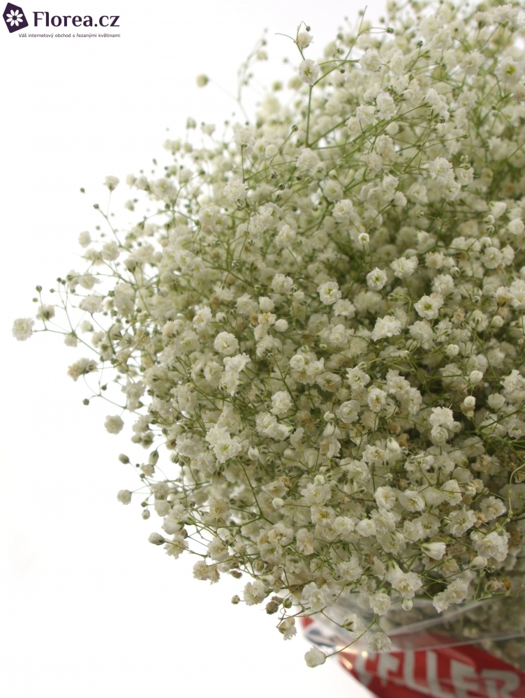 GYPSOPHILA PA MIRABELLA 70cm/20g