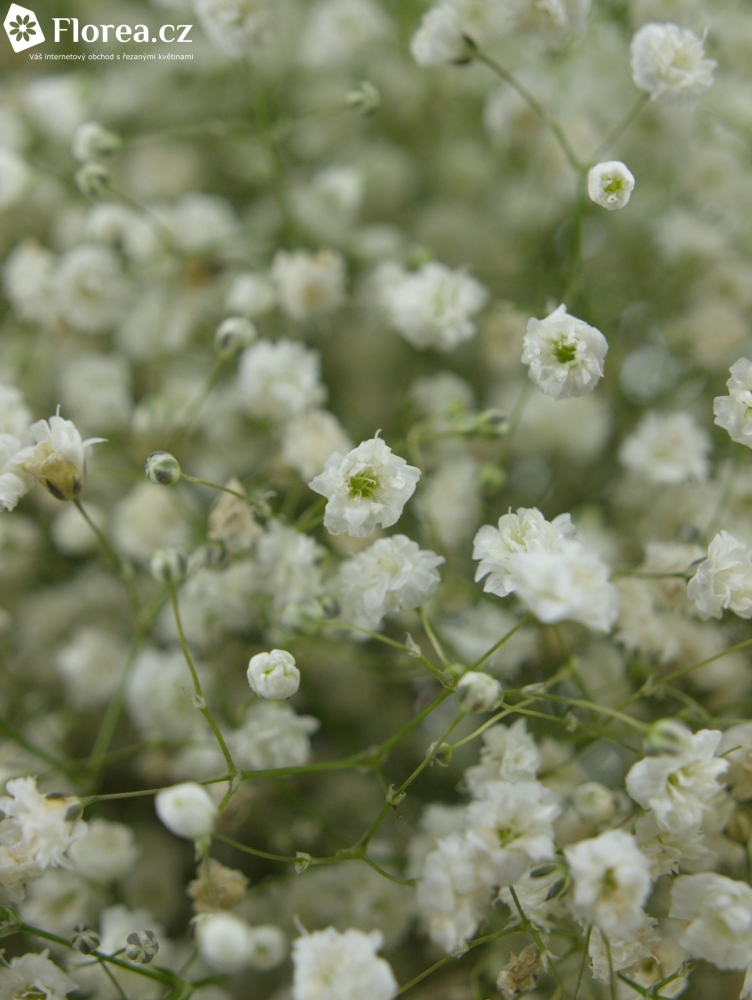 GYPSOPHILA PA MIRABELLA 70cm/20g