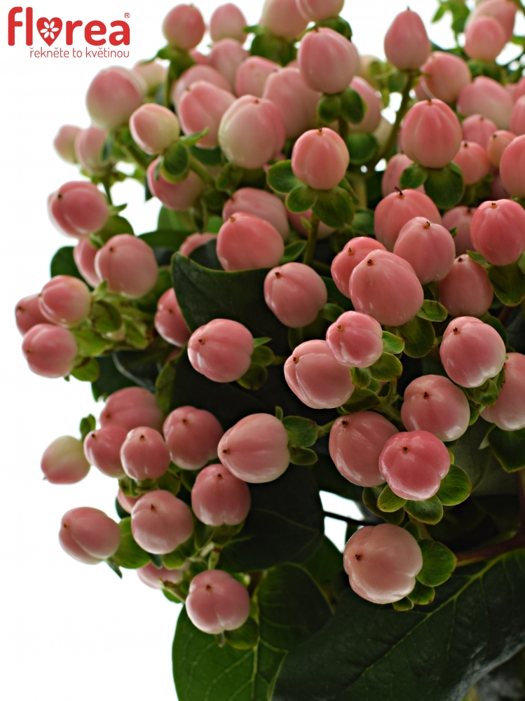 HYPERICUM COCO CASINO 40cm