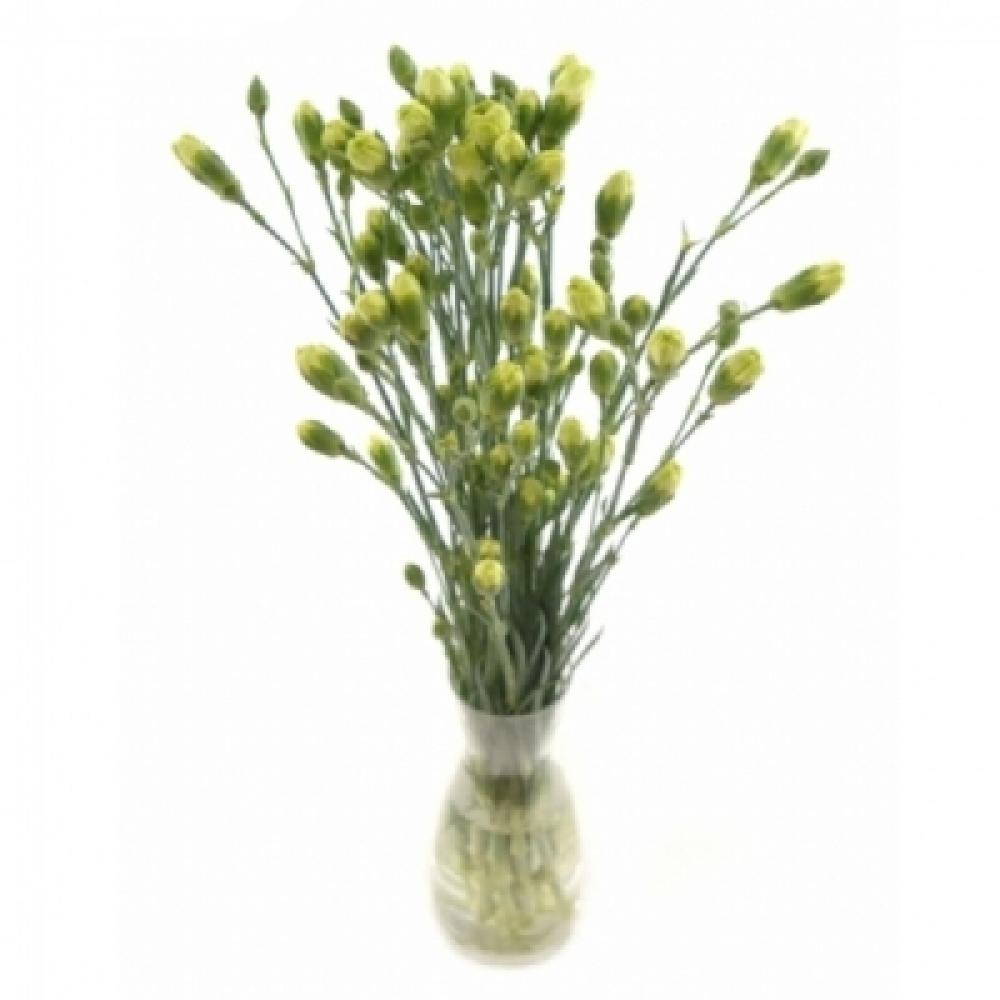 Karafiát TR RASCAL GREEN 65 cm / 4+