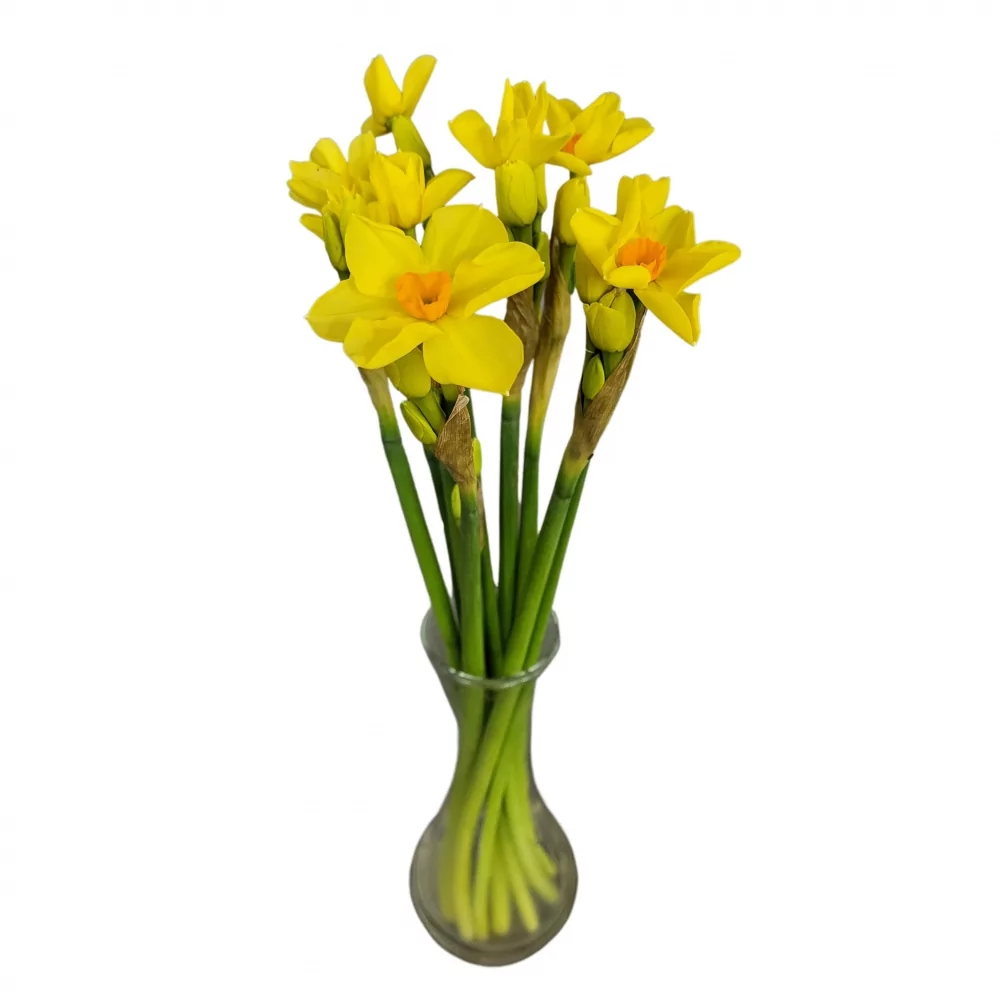 Narcis TAZETTA MARTINETTE 35cm/7g