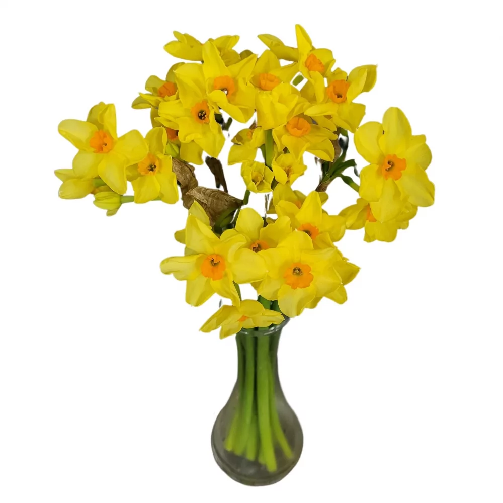 Narcis TAZETTA MARTINETTE 35cm/7g