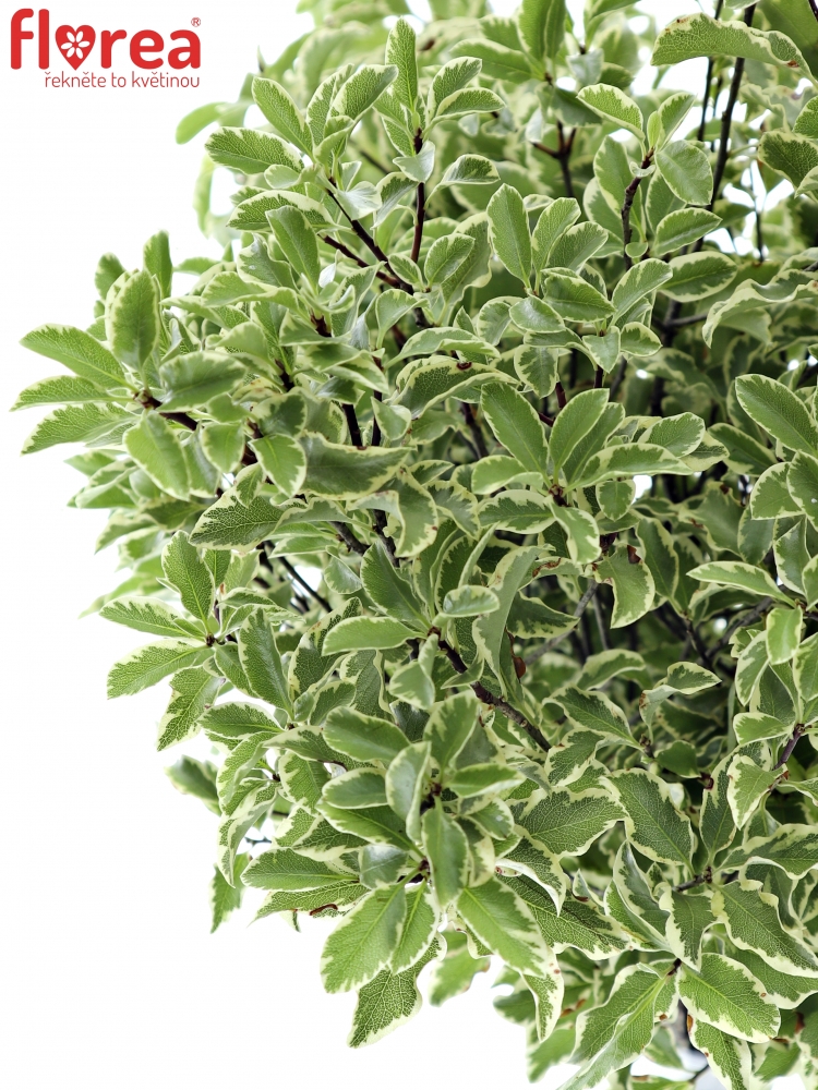 PITTOSPORUM NIGRA 150g