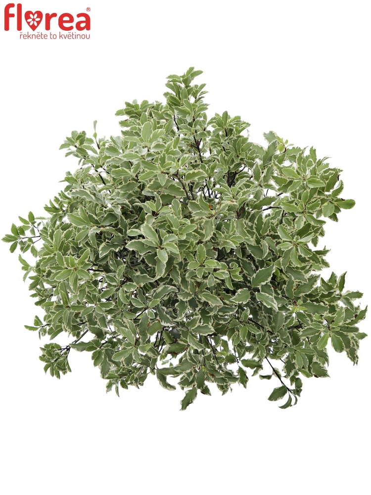 PITTOSPORUM NIGRA 150g