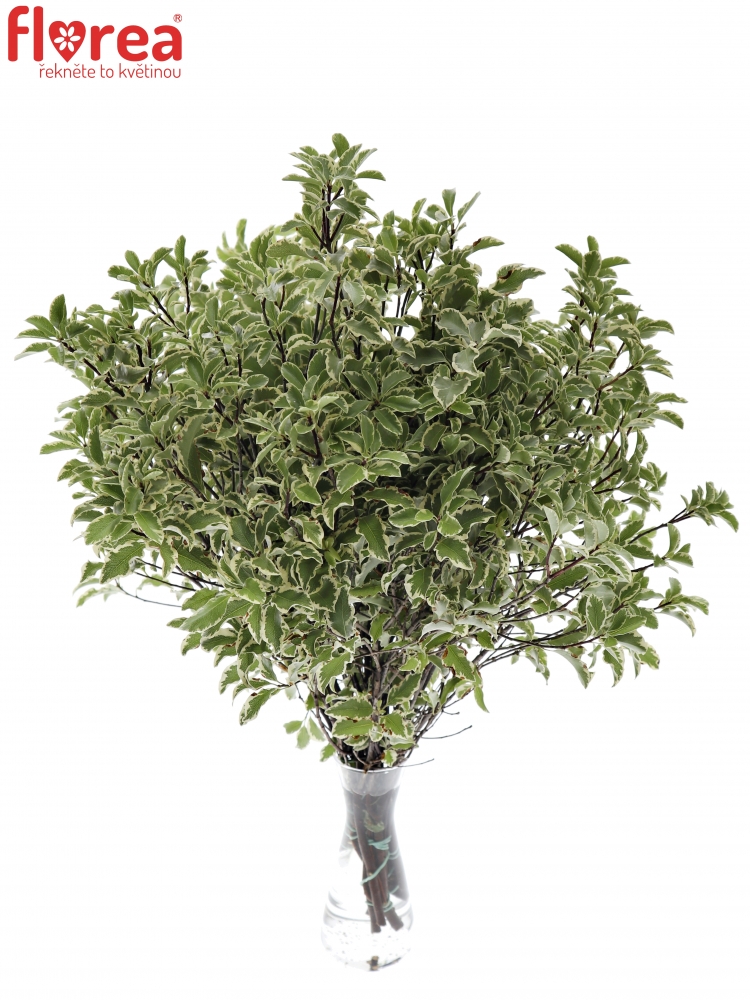 PITTOSPORUM NIGRA 150g