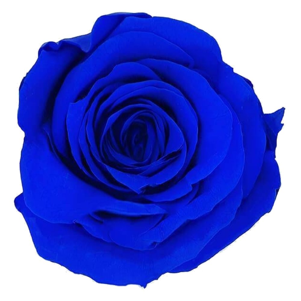 Modra Ruza ROSA BLUE ROYAL 70cm - MODRÁ RŮŽE (XXL) EQ