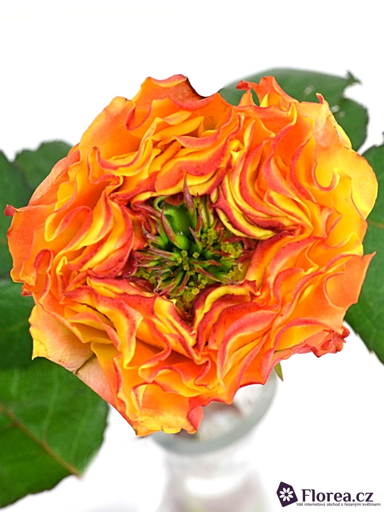 Oranžová ruža CABANA RED 40cm.