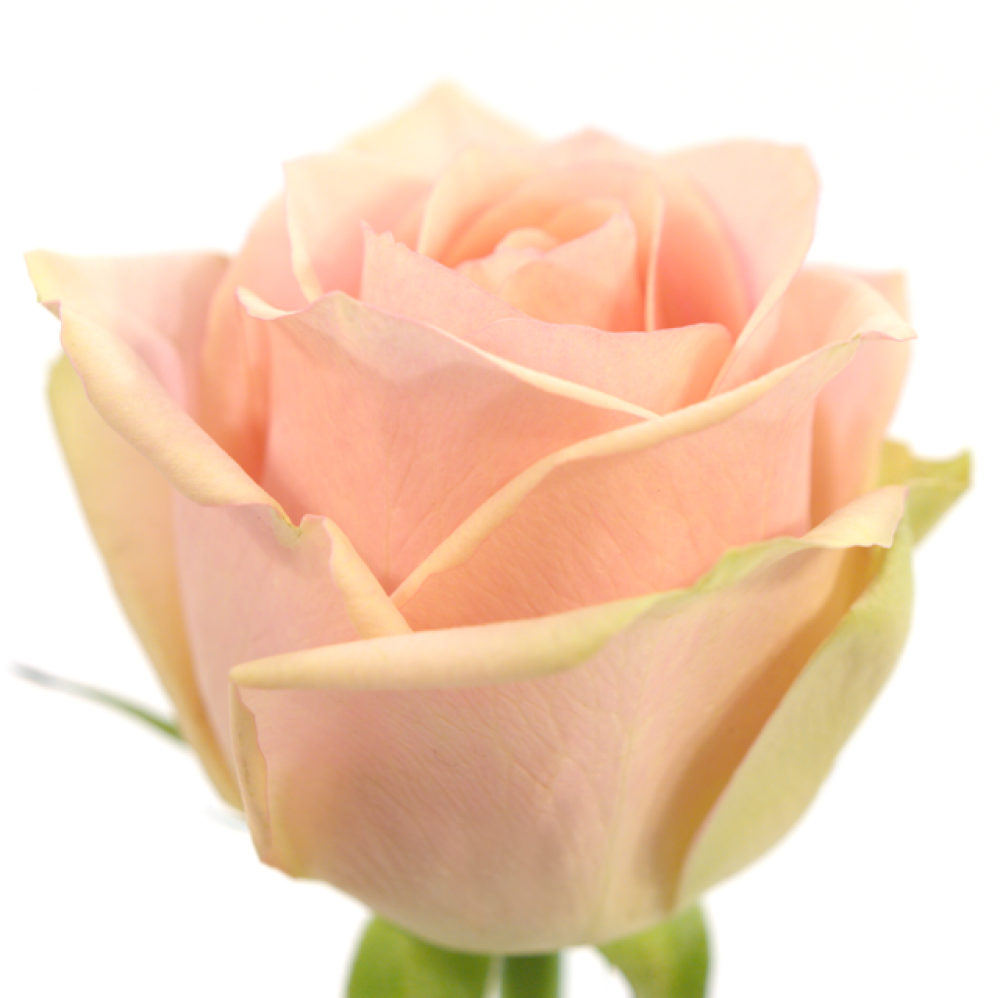 Pink Roz Rizwna Růžová růže ROYAL PINK 60cm (M)