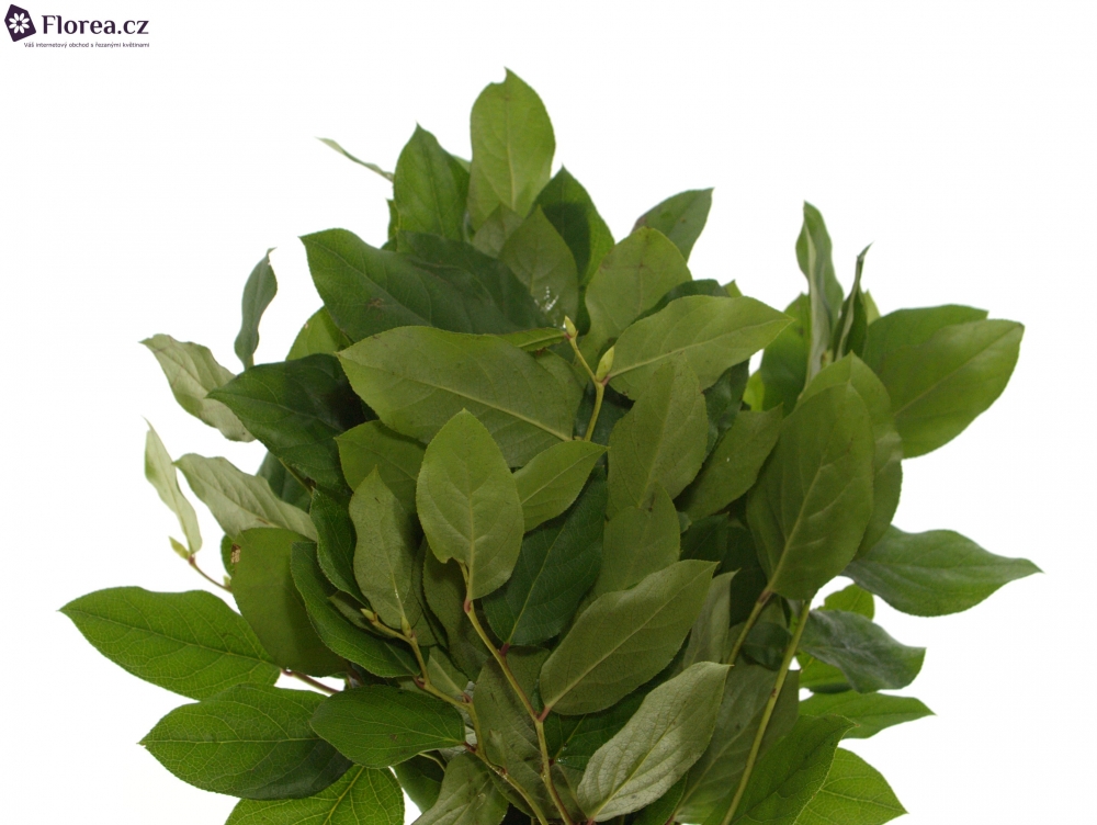 SALAL TIP 45cm