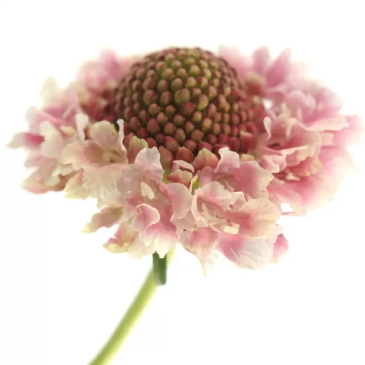 https://www.florea.cz/foto/vbnGalerie/s/scabiosa-candy-scoop-05fia.webp