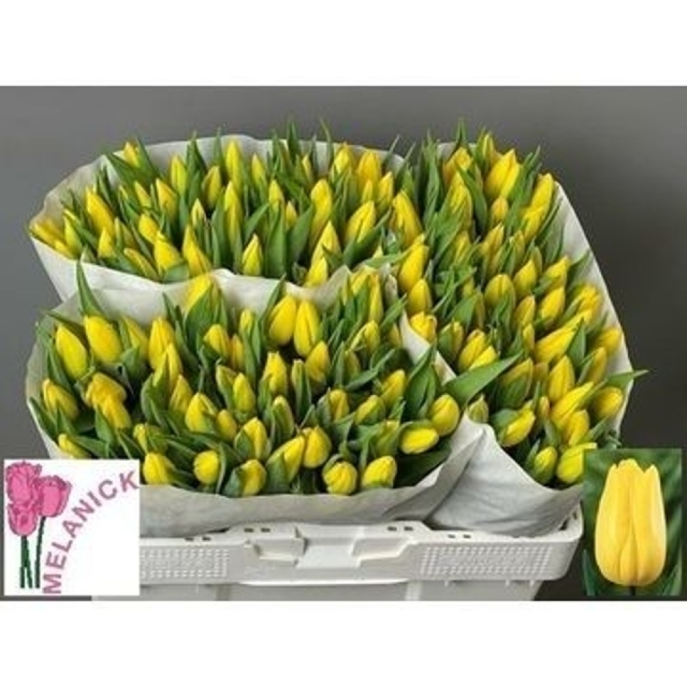 Svazek 50 žlutých tulipánů EN LIONS GLORY