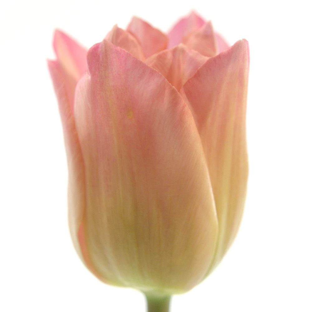 Bouquet Miss Elegance 20 Roses – Tiges 60 Cm, Couleurs Dégradé Rose, Abricot, Orange, Longue Tenue