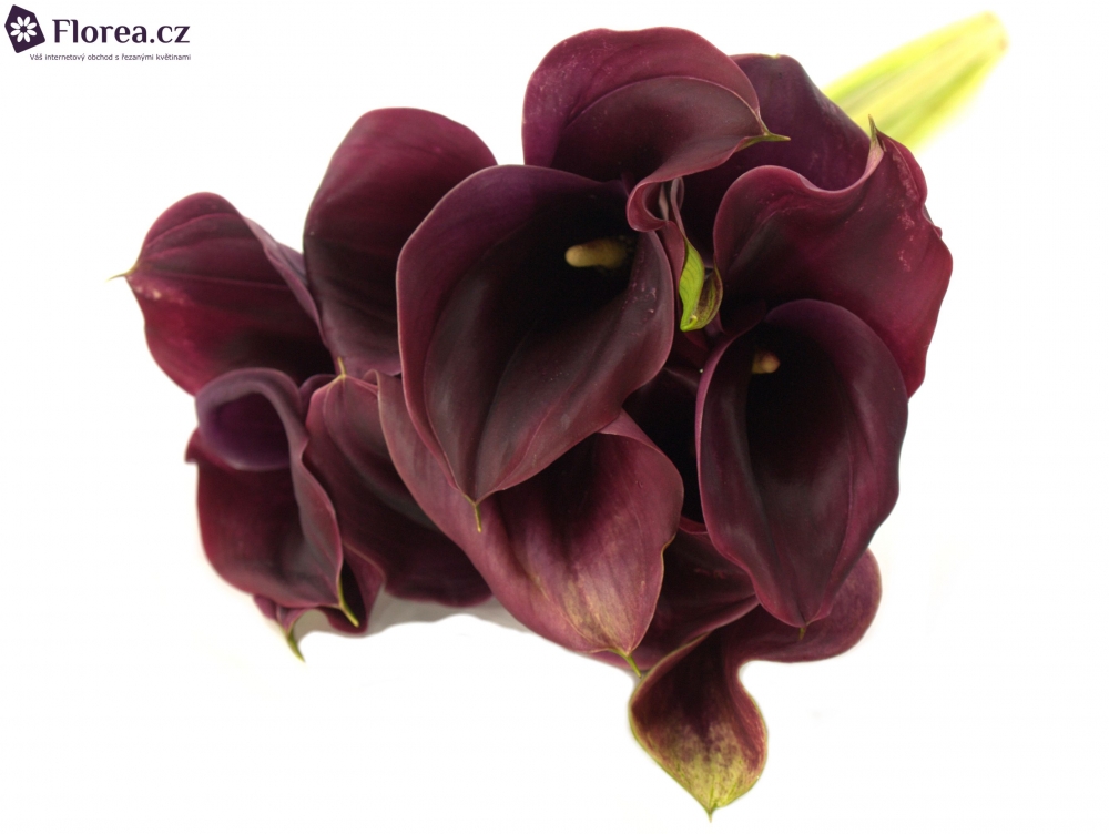 Calla Rudolph 40cm Kala RUDOLPH 50cm