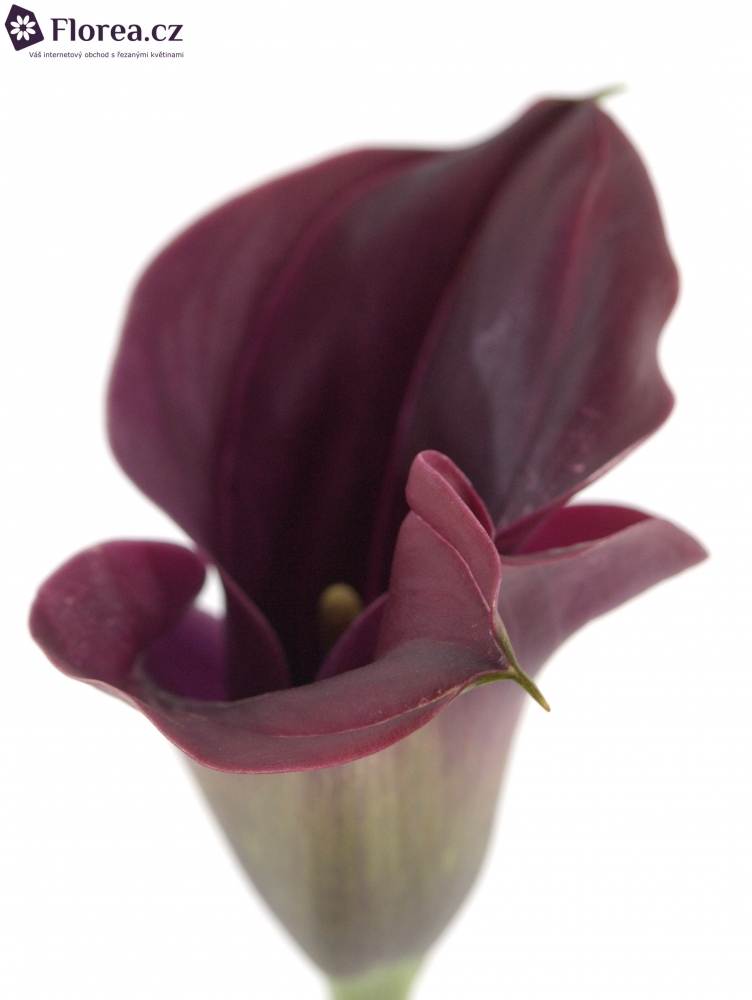 Calla Rudolph 40cm Kala RUDOLPH 50cm