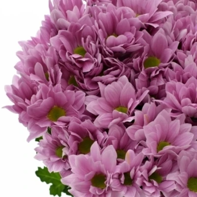 Chryzantéma T BALLERINAS PINK