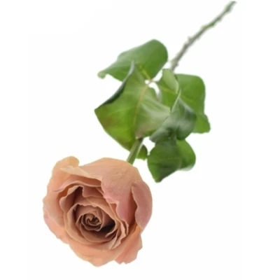 Růže TEDDYS 50 cm (XL)