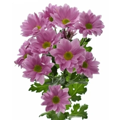 Chryzantéma T BALLERINAS PINK 80 g