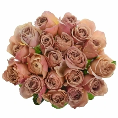 Růže TEDDYS 50 cm (XL)