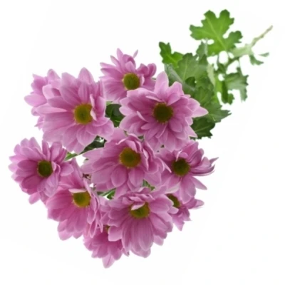 Chryzantéma T BALLERINAS PINK