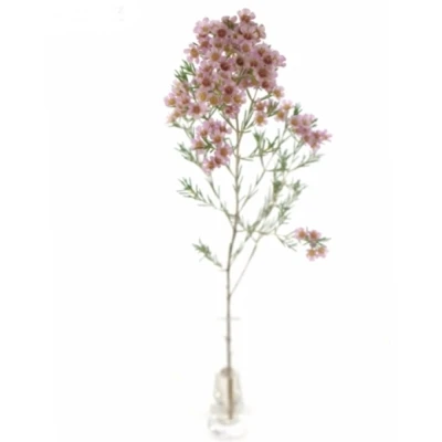 Voskáč TEINAS DELIGHT 70 cm / 40 g