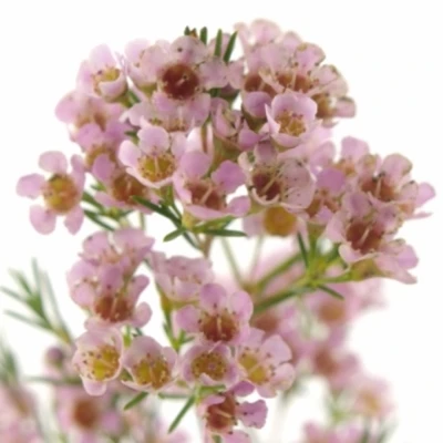 Voskáč TEINAS DELIGHT 70 cm / 40 g