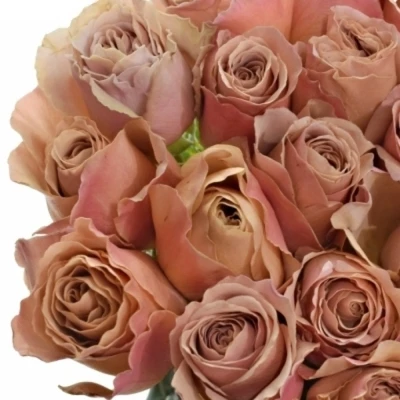 Růže TEDDYS 50 cm (XL)