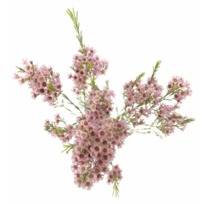 Voskáč TEINAS DELIGHT 70 cm / 40 g