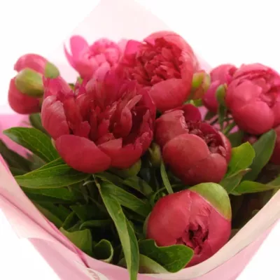 10 KS Paeonia OFFICINALIS PAPIER