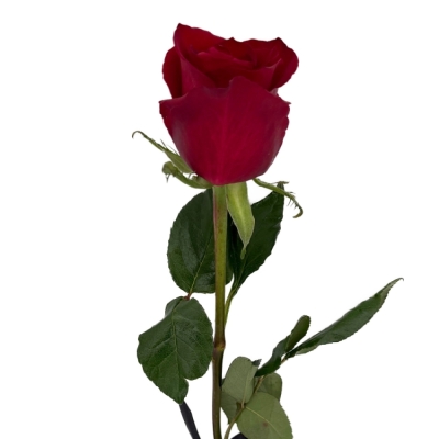 10 smutečních rudých růží 60cm (XL) se stuhou