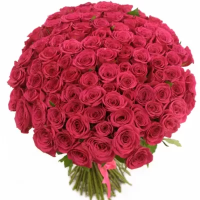 Kytice 100 růžových růží FUCHSIANA