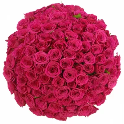 100 vícekvětých růžových růží FUCHSIANA 60 cm v kytici