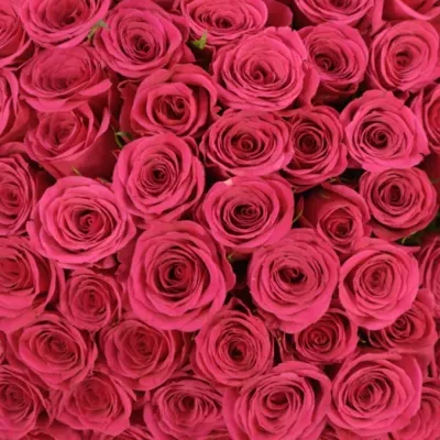 Kytice 100 růžových růží FUCHSIANA