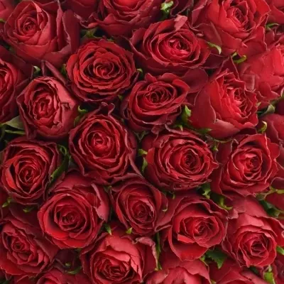 100 růží Madam Red 60cm