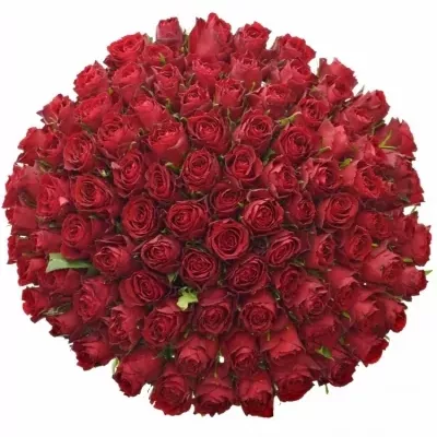 100 jednodruhových červených růží MADAM RED 60 cm v kytici