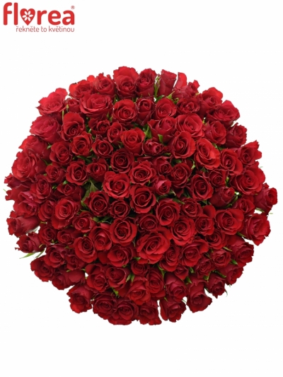 Kytica 100 červených ruží RED CALYPSO 40cm