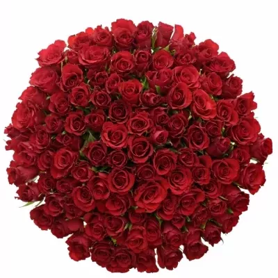 Jednodruhová kytice 100 červených růží RED CALYPSO 60 cm