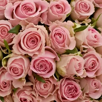 100 růžových růží BABYFACE 50cm